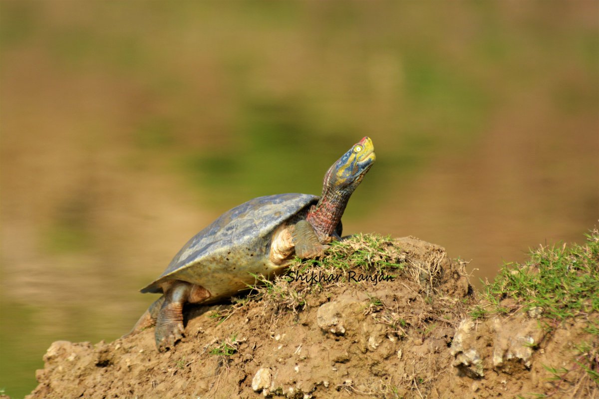 KritikaRanjan6's tweet image. A Red Crowned Roofed Turtle (Batagur kachuga) basking in the sun in all its glory !!!
National Chambal Sanctuary
December'21
#Chambal #aquaticwildlife #turtlesofindia #wildlife @ChambalSafari #nature #wildlifephotography #NaturePhotography #riversafari #freshwaterturtle