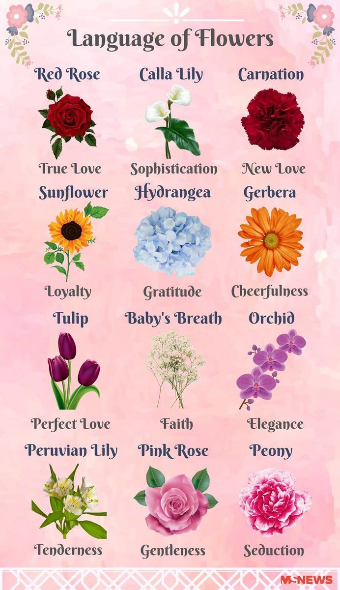 HHMU_Banksia's tweet photo. #TheLanguage of #Flowers... 

***#IDWP-#IDeclareWorldPeace*** 

#AllArePartOfOneBouquet 
#BloomingBeautifully-#Namaste https://t.co/cObLx520Wt