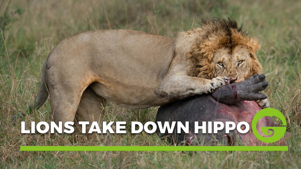 Raw nature can be cruel.  This video is hard to watch - very

It shows two male lions feeding on a hippo in the Masai Mara - we left after almost three hours and the hippo was still alive.

#africa #Kenya #Wildlife #MasaiMara 

youtu.be/1jqZg_MKir8
