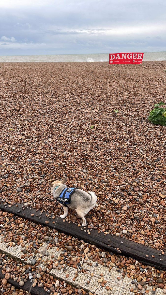 Dexter Chihuahua tweet media