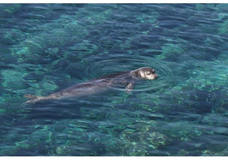 kyriakichristo's tweet photo. #Cyprus #monachusmonachus #monkseal #Mediterranean
Δεκαεννιά Μονάχους - Μονάχους σε ολόκληρη την Κύπρο, έκκληση στους πολίτες να μην τις ενοχλούν
https://t.co/7H2E5ZdunU https://t.co/KWvfKg7MBq