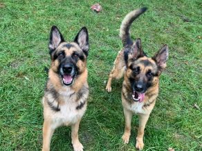 AdoptionsUk's tweet photo. URGENT please retweet to help Kea and Karma find a home together #ESSEX  possibly  could re home to other areas #UK
Mum and daughter super friendly looking for an experienced quiet home. Please contact the shelter directly for more info ?
APPLY👇
https://t.co/n6G872pOgW…
#dogs https://t.co/GxkLoE2E92