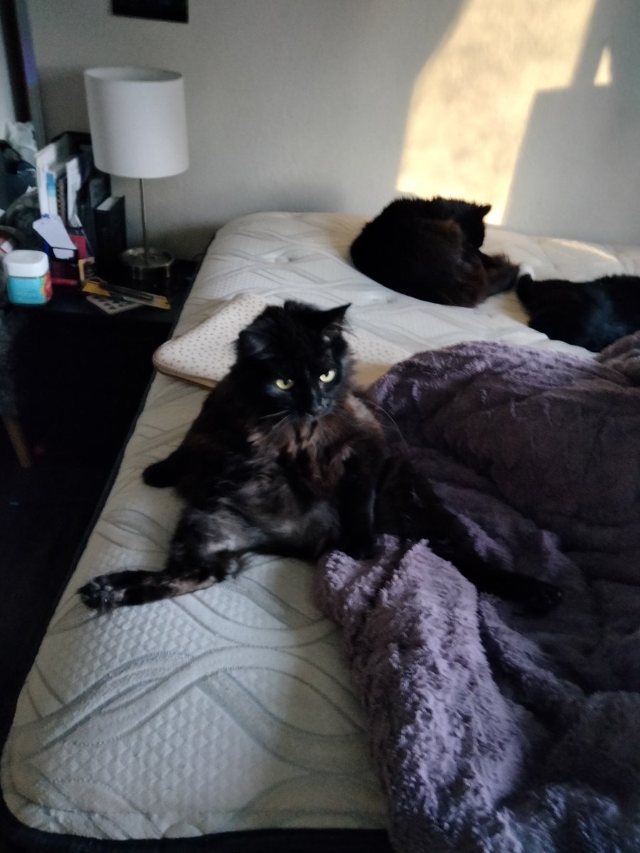 MadsenPatrick1's tweet photo. @ComplexMinded Virtually unplayable bud sorry but at least I get to hang out with my furry friend as soon as he stops being weird..... https://t.co/4EQ4pGf0Co