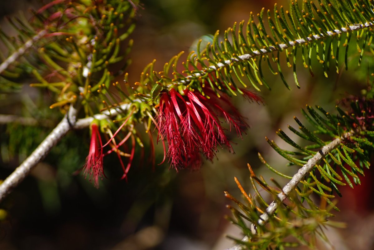 lost_in_botany's tweet photo. #Calothamnus sp.? (#Myrtaceae) This genus is quite prominent in the Meelup regional park! With their weird flower, comprised of showy anthers rather than show petals, forming on one side of their stem! I am unsure of the species of this one, on a coastal slop growin in laterite. https://t.co/TsSWsJIr1O