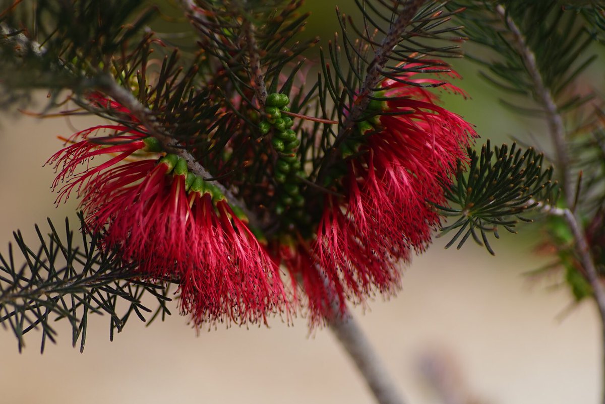 lost_in_botany's tweet photo. #Calothamnus sp.? (#Myrtaceae) This genus is quite prominent in the Meelup regional park! With their weird flower, comprised of showy anthers rather than show petals, forming on one side of their stem! I am unsure of the species of this one, on a coastal slop growin in laterite. https://t.co/TsSWsJIr1O
