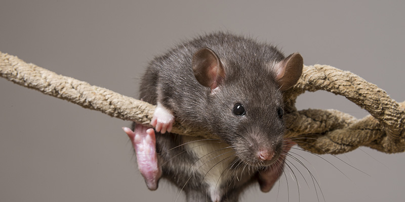 SecuRT_Montbe's tweet photo. À l'époque, les fils téléphoniques étaient choisis en fonction de la saveur que les souris leurs trouvaient. 

Moins le fil était savoureux, plus il avait de chance d'être utilisé, il y avait donc moins d'incidents lié à des câbles rompu par l'attaque de ces rougeurs https://t.co/RH6VbfwfQE
