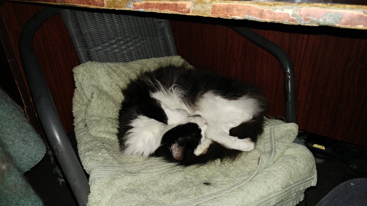 JayDzed's tweet photo. @SmallGodSeries @JonS253 @seananmcguire For #Appalla, both of our blessed creators and for everyone else, some small furry blessings and cleansers, with much love, appreciation and affection: https://t.co/S0FxtM5eWf