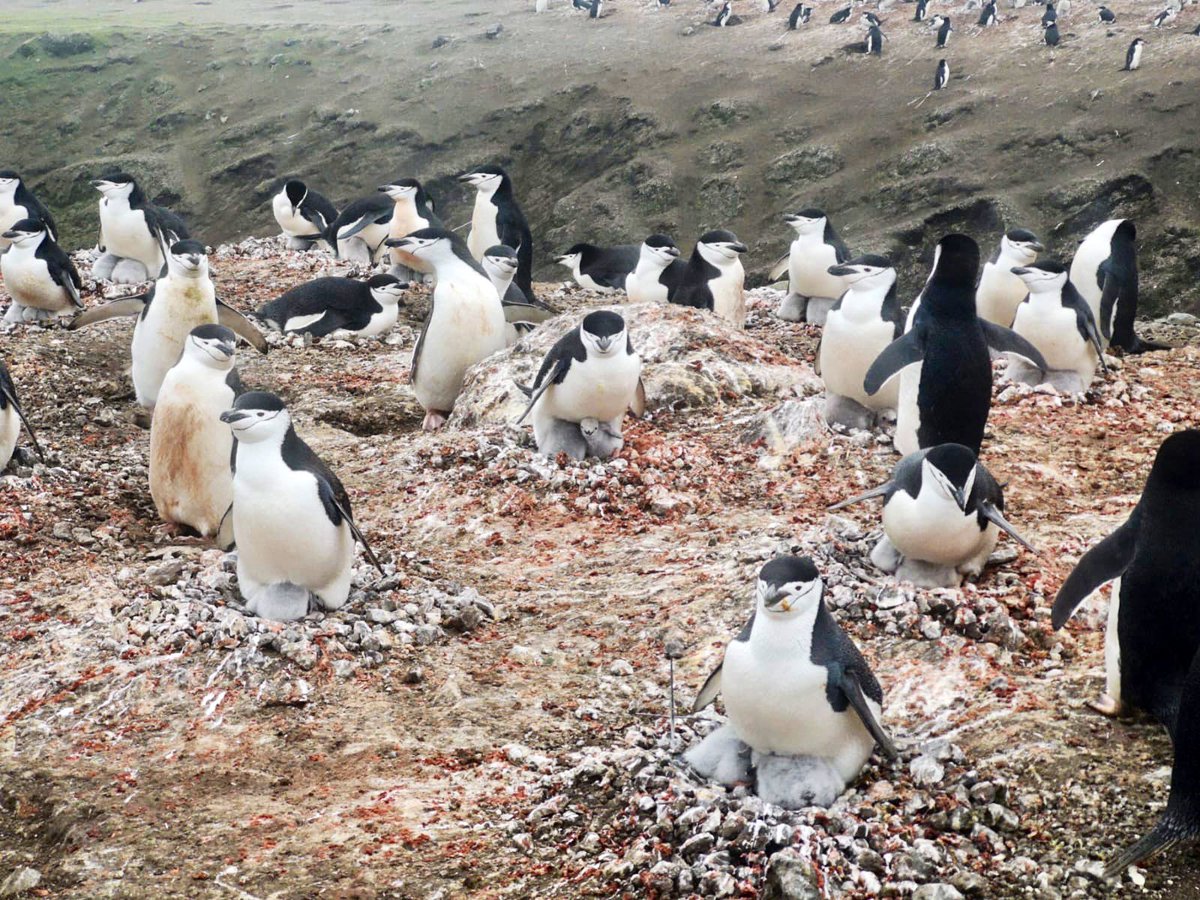 somosatades's tweet photo. 🗣 ¡La campaña de apadrinamiento de pingüinos sigue activa!  🐧

👉 https://t.co/nLiI1ZaYwk

💚 También puedes colaborar con @somosatades y nuestra labor social en https://t.co/ZxNbRCy3ia

@EjercitoTierra #CampañaAntártica https://t.co/EuDquuMkMT