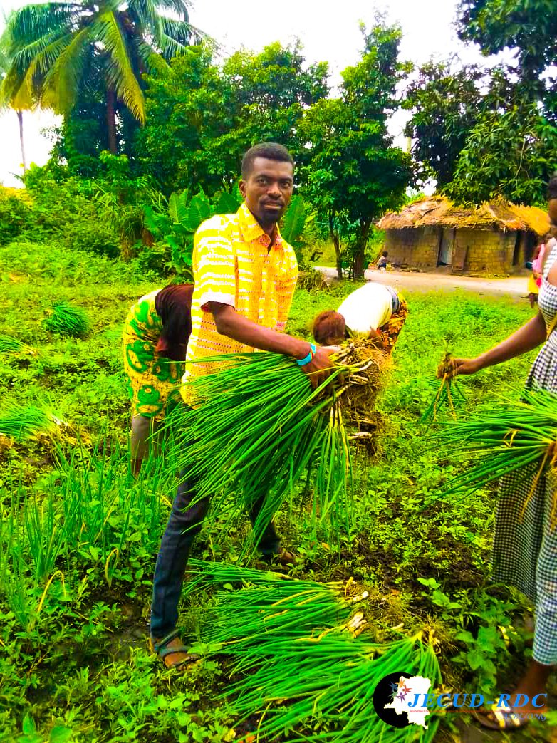 JECUD_RDC_'s tweet photo. #RDC #BANDUNDU : Dans le cadre de promotion d'entrepreneuriat des jeunes dans le domaine agricole, la JECUD-RDC/Kwilu a procédé à la récolte des légumes communément appelés Ndembi à Bandundu ville. Encadrement des jeunes et de la lutte contre l'insécurité alimentaire. https://t.co/zXCvseIHjP