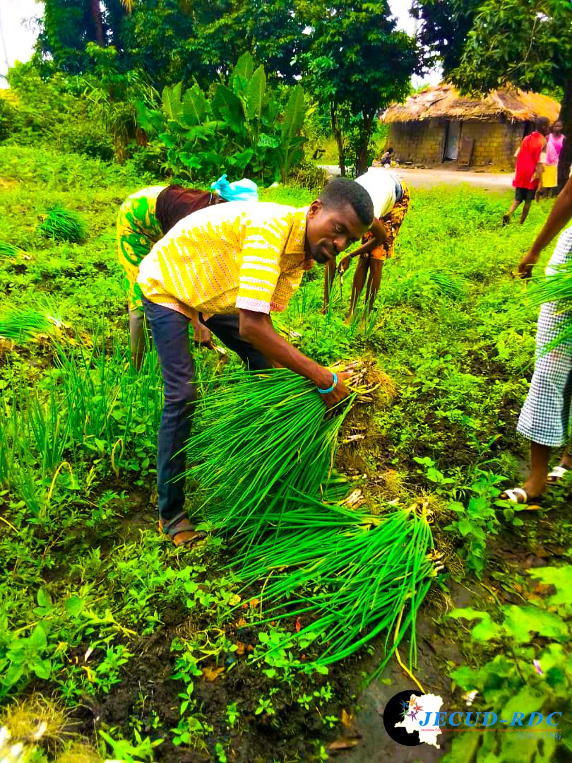 JECUD_RDC_'s tweet photo. #RDC #BANDUNDU : Dans le cadre de promotion d'entrepreneuriat des jeunes dans le domaine agricole, la JECUD-RDC/Kwilu a procédé à la récolte des légumes communément appelés Ndembi à Bandundu ville. Encadrement des jeunes et de la lutte contre l'insécurité alimentaire. https://t.co/zXCvseIHjP