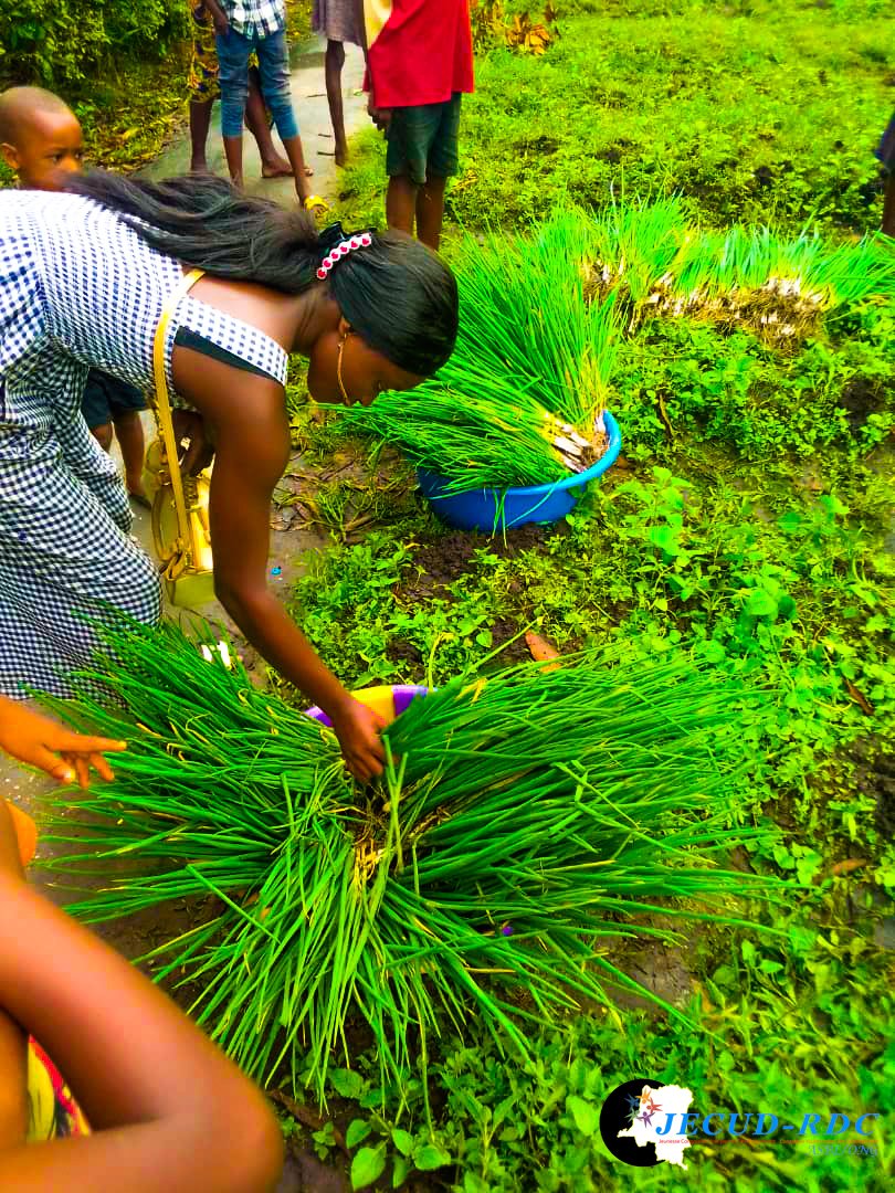 JECUD_RDC_'s tweet photo. #RDC #BANDUNDU : Dans le cadre de promotion d'entrepreneuriat des jeunes dans le domaine agricole, la JECUD-RDC/Kwilu a procédé à la récolte des légumes communément appelés Ndembi à Bandundu ville. Encadrement des jeunes et de la lutte contre l'insécurité alimentaire. https://t.co/zXCvseIHjP