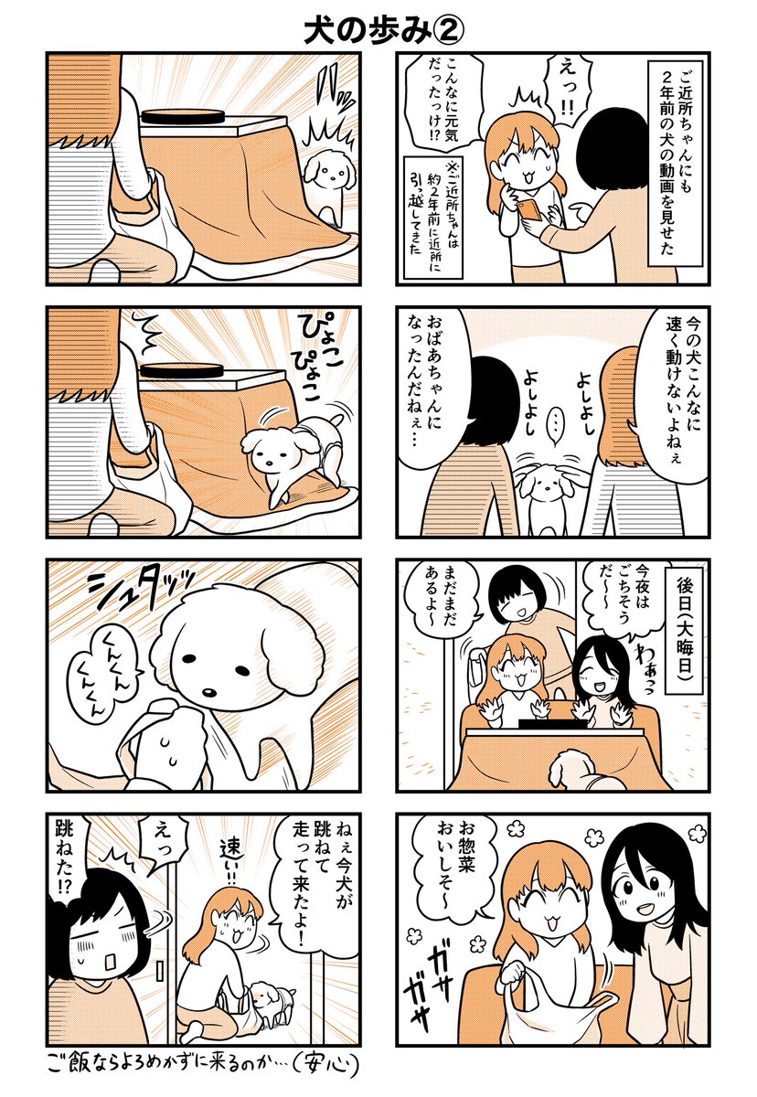 犬は歳をとっても、一生懸命歩いてくる 