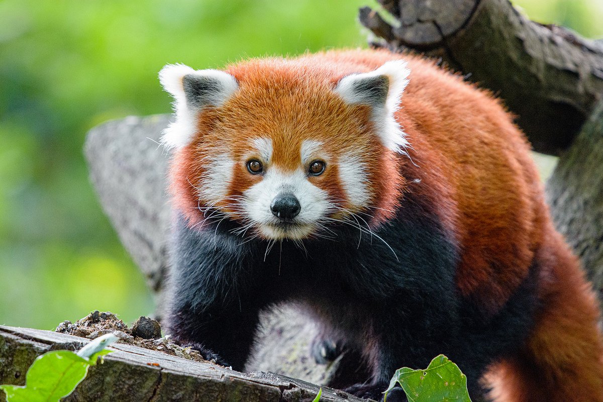 SecuRT_Montbe's tweet photo. Le logo de Firefox n'est pas un renard... c'est un panda rouge ! https://t.co/xw0DlpBkXn