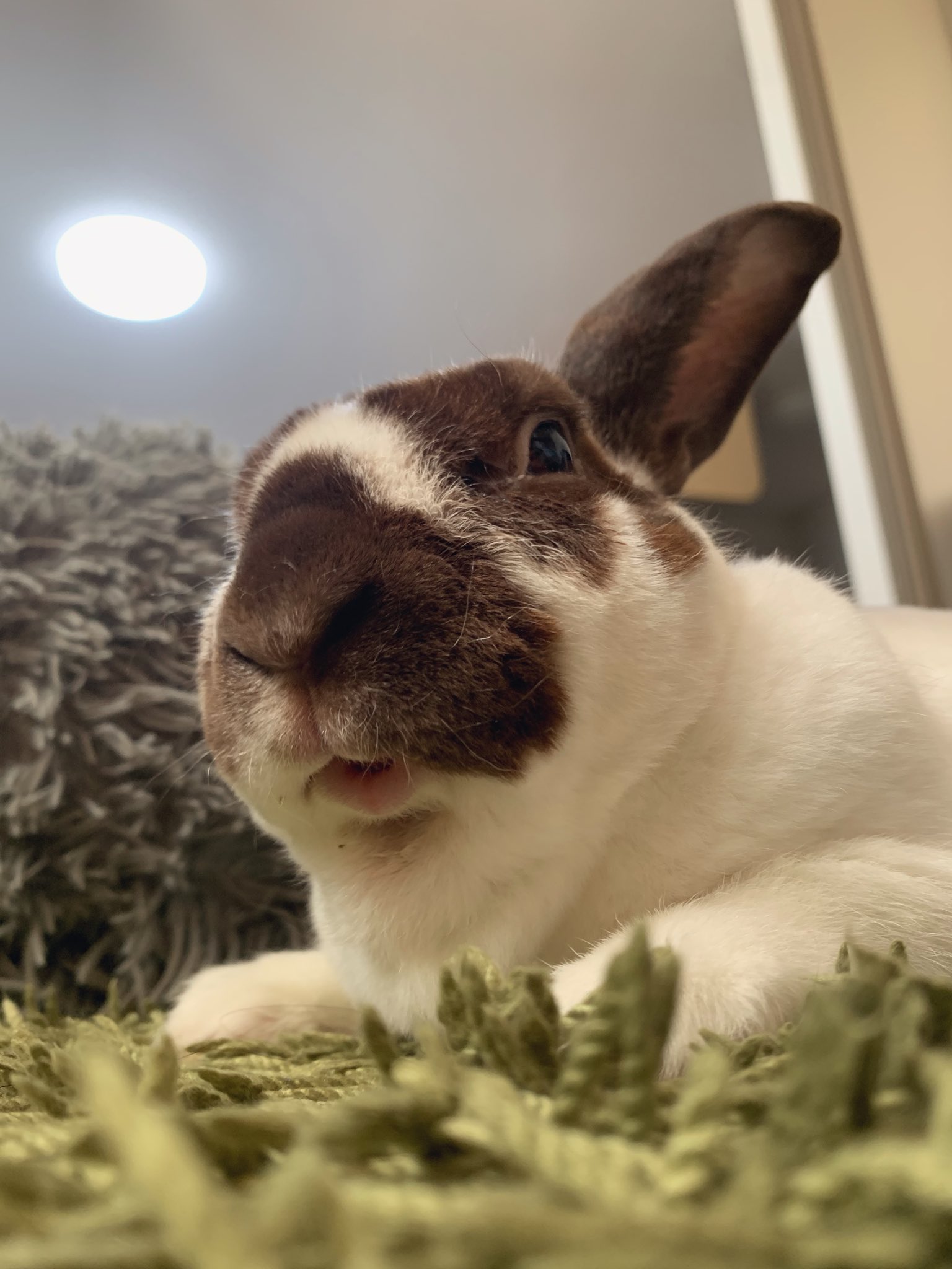 うさぎのイヴくん 真面目にキス顔 ドアップすぎる 笑 うさぎ うさぎのいる暮らし ウサギ ペット かわいい キス キス顔 面白い 兎 T Co Yvkl3wnask Twitter