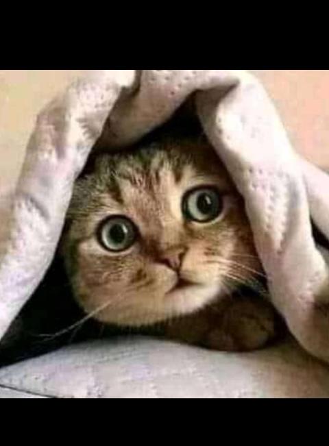 NailaNikky's tweet photo. @Ndu_Mshengu @khawula_musa Me and you Same-same 🤣🤣😭😭😭 https://t.co/rpUIyuWbOz