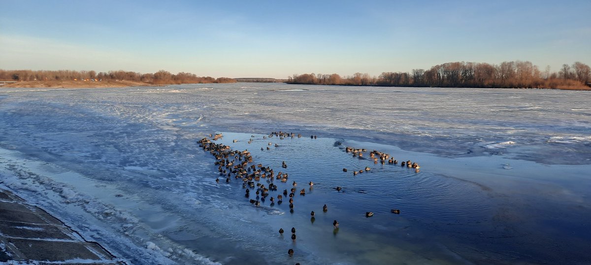 BelarusTt's tweet photo. Ducks on river Dnepr, Belarus 2 January 2022 https://t.co/hvahgj5uBt
