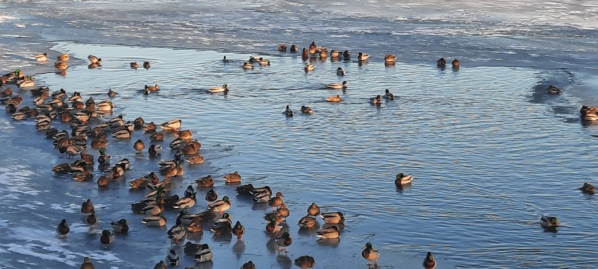 BelarusTt's tweet photo. Ducks on river Dnepr, Belarus 2 January 2022 https://t.co/hvahgj5uBt