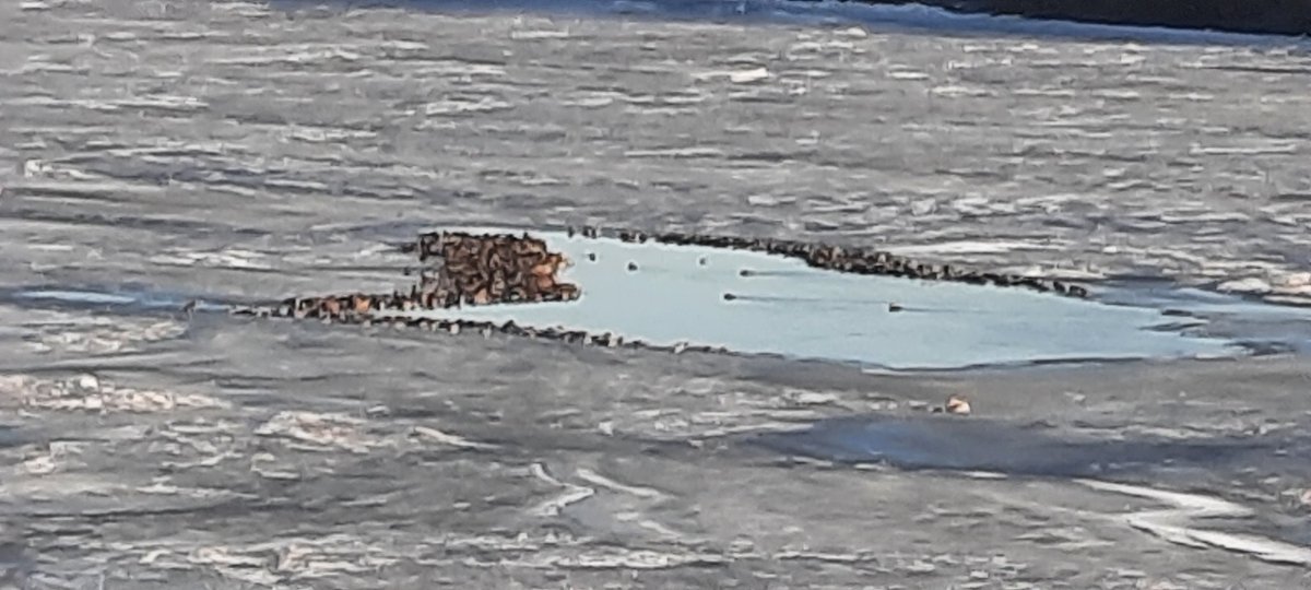 Ducks on river Dnepr, Belarus 2 January 2022