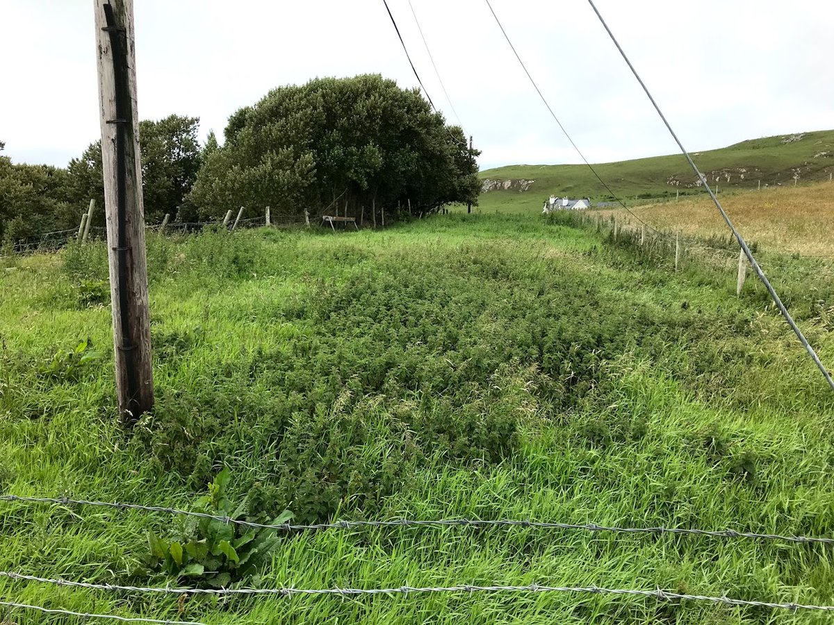 CorncrakeLife's tweet image. Farmers of Donegal, Mayo and Galway

WE NEED YOU!!!

Many framers might have nettles growing in old farmyard manure near sheds or buildings. 

We will happily transplant them for you and create cover for corncrakes. 

Get in touch with us and please give a RT twitter 😀