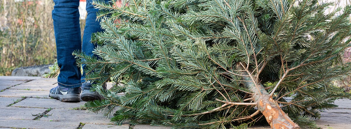 AggloLR's tweet photo. Que faire de votre #sapin après les fêtes 🎄🎅 ? Ne le jetez pas à la poubelle mais #recyclez-le ! 
Plusieurs communes de l'Agglo mettent à votre disposition des lieux de collecte (liste non exhaustive).
👉https://t.co/Tjm2X4bmbw https://t.co/GcCXFnPJsz