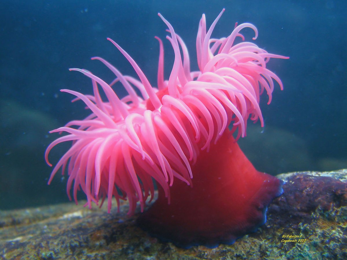 Fully-funded PhD position available to study adaptation and plasticity by anemones in response to oil pollution: findaphd.com/phds/project/s… with me <a href="/marius_wenzel/">Marius Wenzel</a> <a href="/M_Hartl/">Dr Mark Hartl</a> <a href="/Piertney/">Stuart Piertney</a> at <a href="/UoABioSci/">School of Biological Sciences</a>