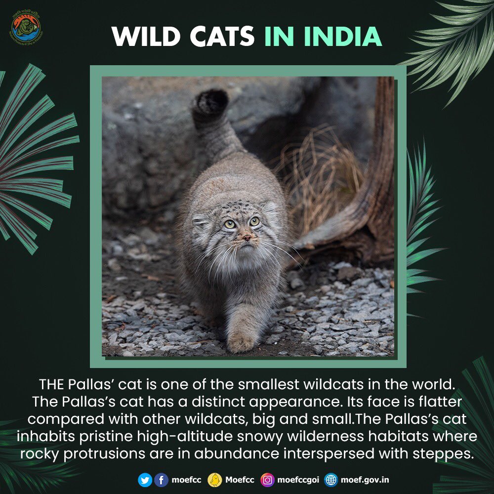 moefcc's tweet photo. #MorningFromTheWild #WildCatsofIndia https://t.co/Kv8l5s4GtM