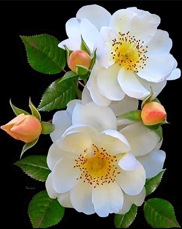 Happy day 🤍🌼🌼