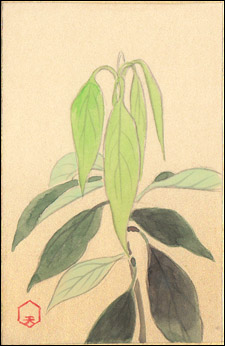 日本の誕生花 １月４日の誕生花 譲葉 ゆずりは 花言葉 若返り 初夏に若葉が出ると 前年の葉がそれに譲るかの様に落葉するところから この名前になりました 家督を継ぐとか相続するとか言う意味に受け止めて とても縁起の良い木とされているん