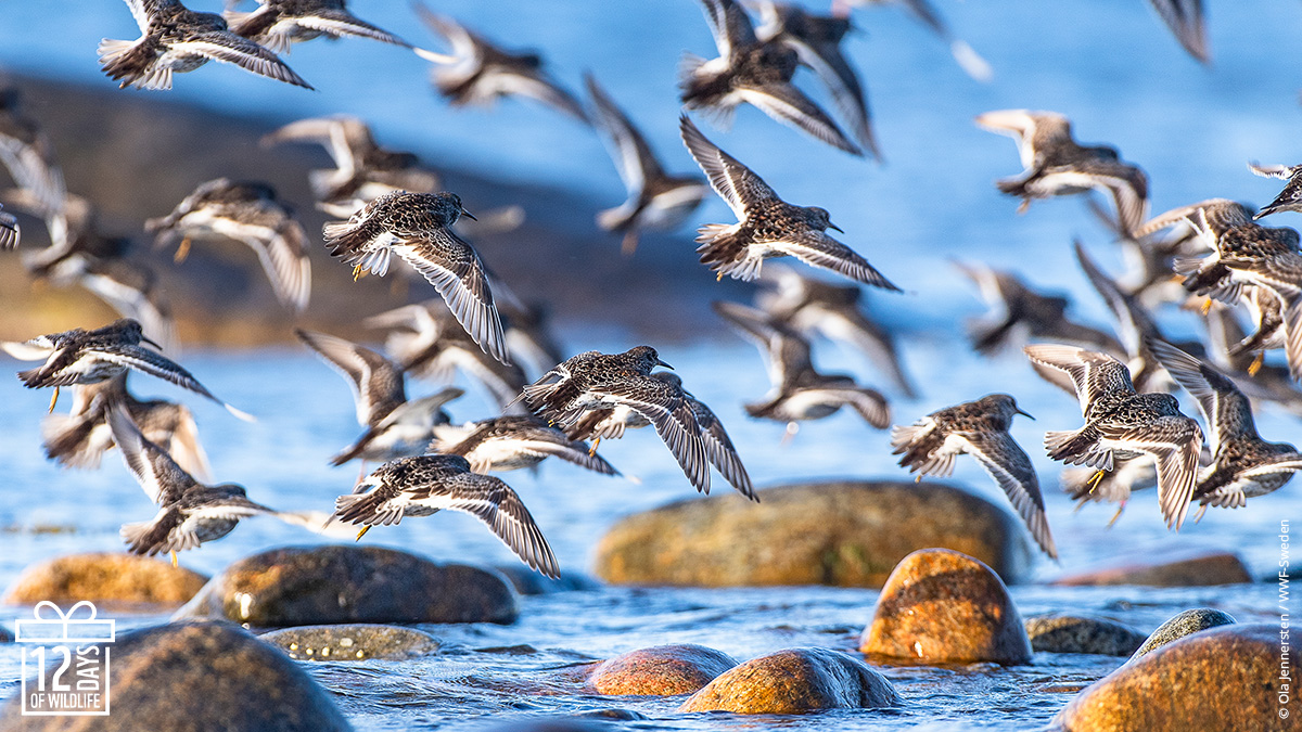 Purple sandpipers