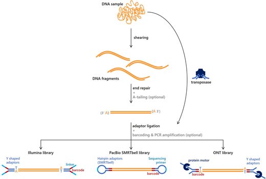 Have you ever wondered how DNA sequencing works, or what the differences are between short and long reads, or between Illumina, PacBio and ONT technologies? This Beginner's Guide guide gives an overview of the different NGS technologies available to date ow.ly/OC5650HcUnX
