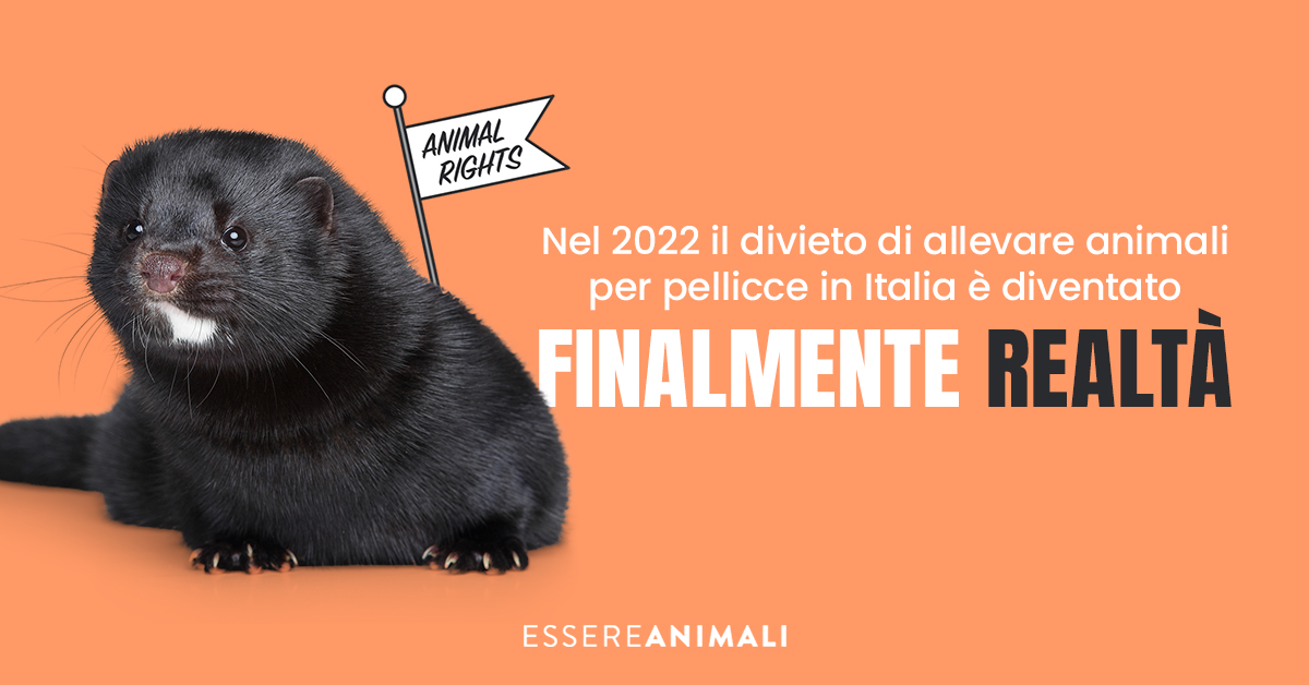 EssereAnimali's tweet image. Il valore della loro vita è stato finalmente riconosciuto! I visoni sono nati per vivere liberi, non per venir uccisi e diventare un capo d&apos;abbigliamento. 
Entro 6 mesi tutte le gabbie di questi allevamenti saranno vuote per sempre. 
Abbiamo fatto la storia tutte e tutti insieme!