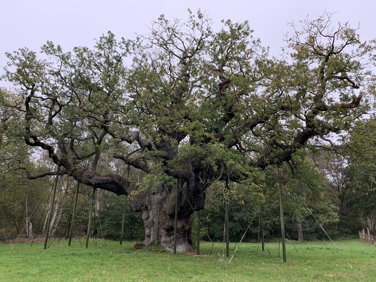 Whistlewood Common tweet media