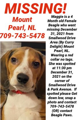 This puppy has been missing since New Year's Eve. Have you seen her?  <a href="/BeaglePaws/">Beagle Paws Rescue</a>