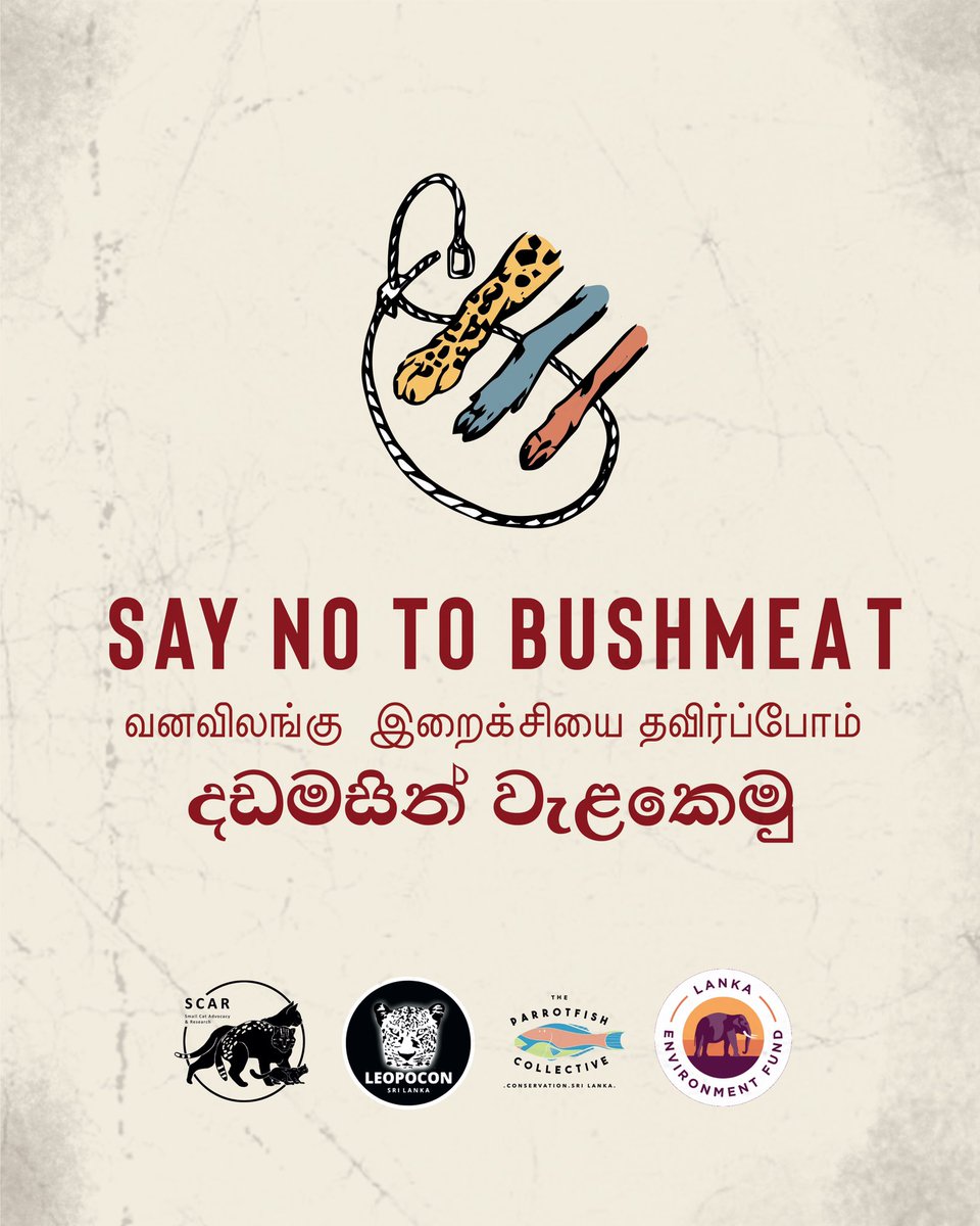 Say NO to bushmeat! Check out @smallcatadvo’s social media campaign to educate the public on the adverse effects of consuming wildlife and how the indiscriminate nature of snares is putting wildlife populations at risk!