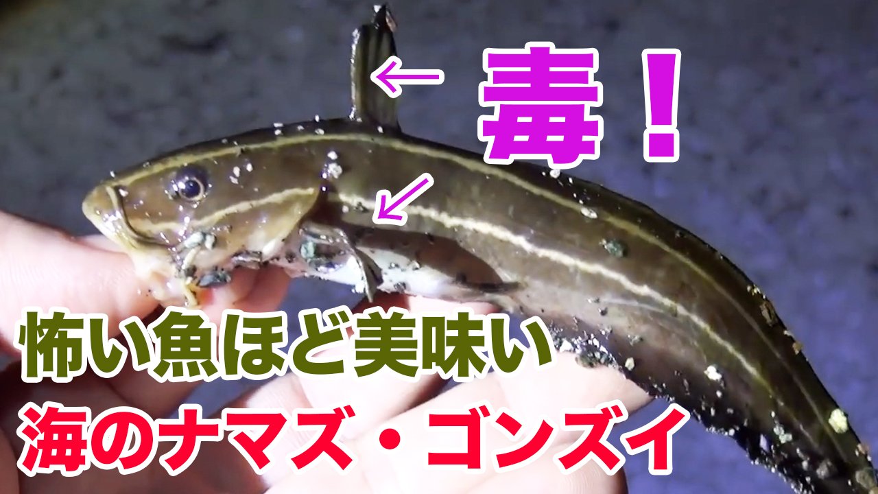 茸本 朗 たけもとあきら 野食ハンターの七転八倒日記 好評発売中 新しい動画が公開されました 日本唯一の海のナマズ そして体に似合わぬゴツい毒針を持つことでも知られるゴンズイ 実は冬が旬の魚で 毒さえ何とかしてしまえば大変美味しい魚です