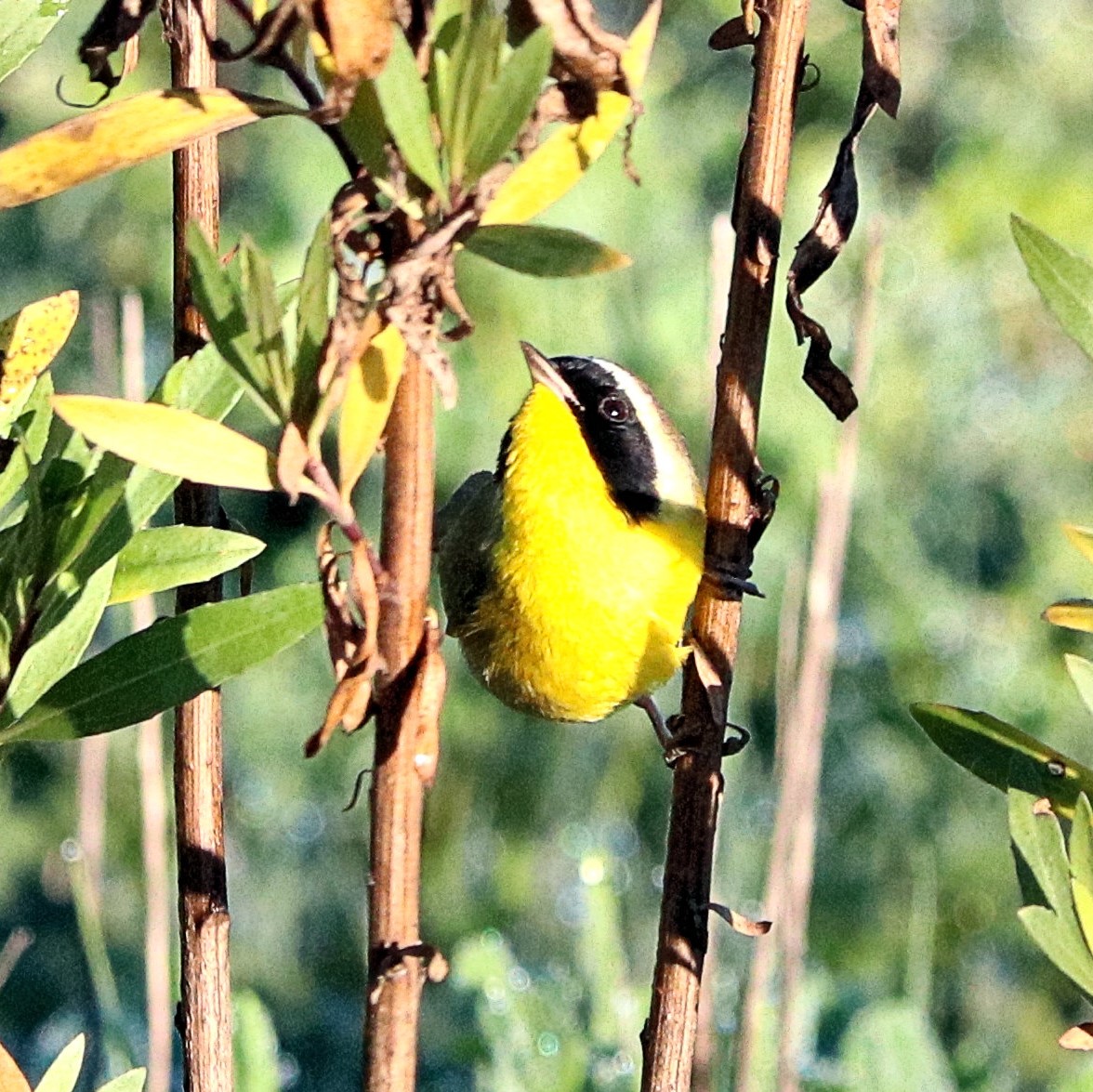 Things are looking up
#ThingsOutside 
#TwitterNatureCommunity #BirdsSeenIn2022 #yellowthroat #birding #birdwatching #birds #NaturePhotography #wildlifephotography