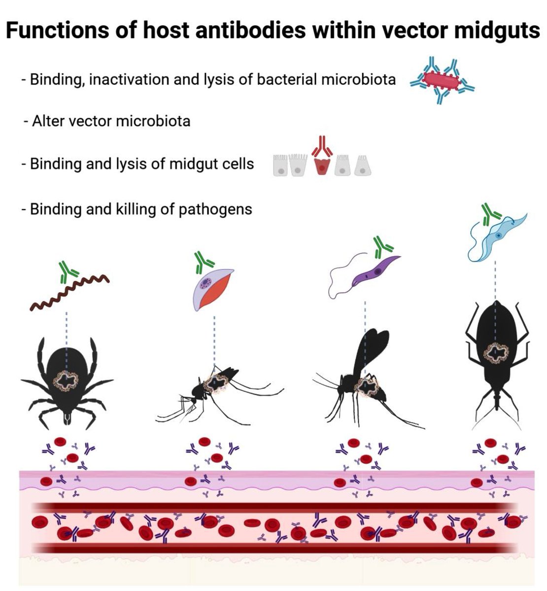 Alejandro Cabezas-Cruz tweet media