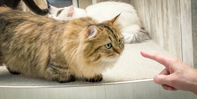 猫カフェmochaのtwitterイラスト検索結果