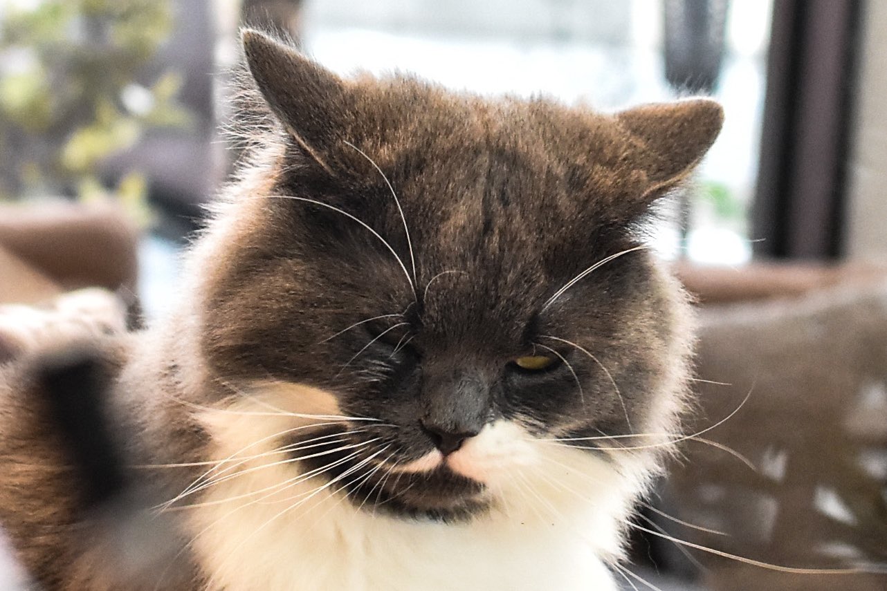 猫のおうち Necon ねこん Recon Cat4 Twitter