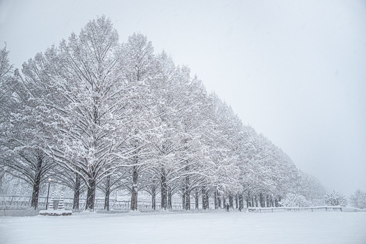 4869picture's tweet image. 【メタセコイア並木 雪景色】
マキノ高原のメタセコイア並木です。やっとここの樹氷がある景色を見ることができました❄️途中で吹雪いた時はさすがに寒かったです…(笑)

#メタセコイア並木 #雪景色 
#ファインダー超しの私の世界 
#写真好きな人と繋がりたい