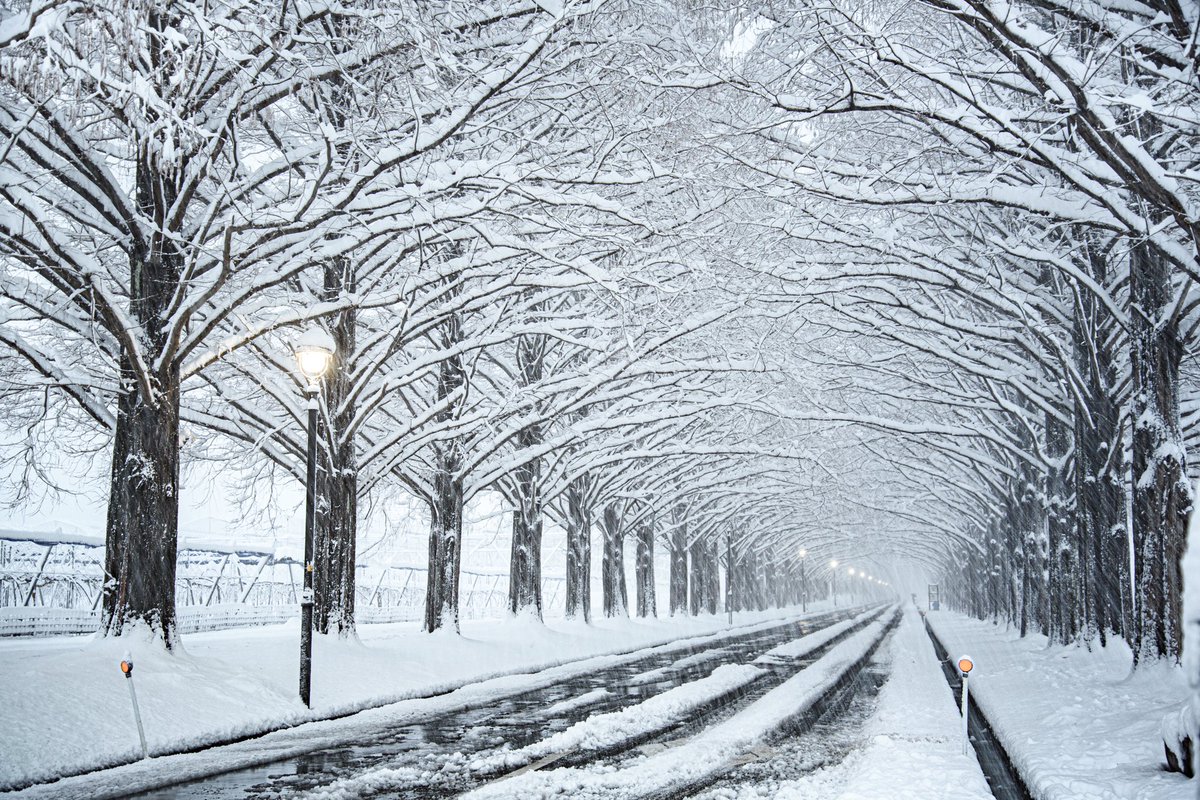4869picture's tweet image. 【メタセコイア並木 雪景色】
マキノ高原のメタセコイア並木です。やっとここの樹氷がある景色を見ることができました❄️途中で吹雪いた時はさすがに寒かったです…(笑)

#メタセコイア並木 #雪景色 
#ファインダー超しの私の世界 
#写真好きな人と繋がりたい