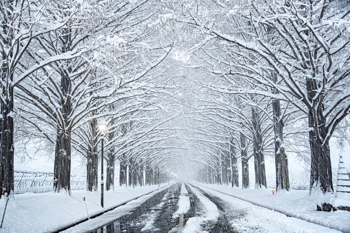 4869picture's tweet image. 【メタセコイア並木 雪景色】
マキノ高原のメタセコイア並木です。やっとここの樹氷がある景色を見ることができました❄️途中で吹雪いた時はさすがに寒かったです…(笑)

#メタセコイア並木 #雪景色 
#ファインダー超しの私の世界 
#写真好きな人と繋がりたい