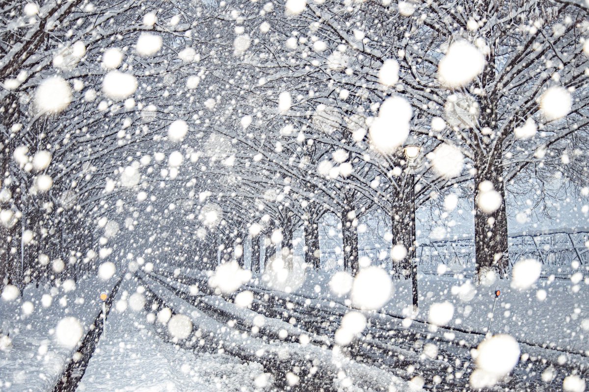 4869picture's tweet image. 【メタセコイア並木 雪景色】
マキノ高原のメタセコイア並木です。やっとここの樹氷がある景色を見ることができました❄️途中で吹雪いた時はさすがに寒かったです…(笑)

#メタセコイア並木 #雪景色 
#ファインダー超しの私の世界 
#写真好きな人と繋がりたい