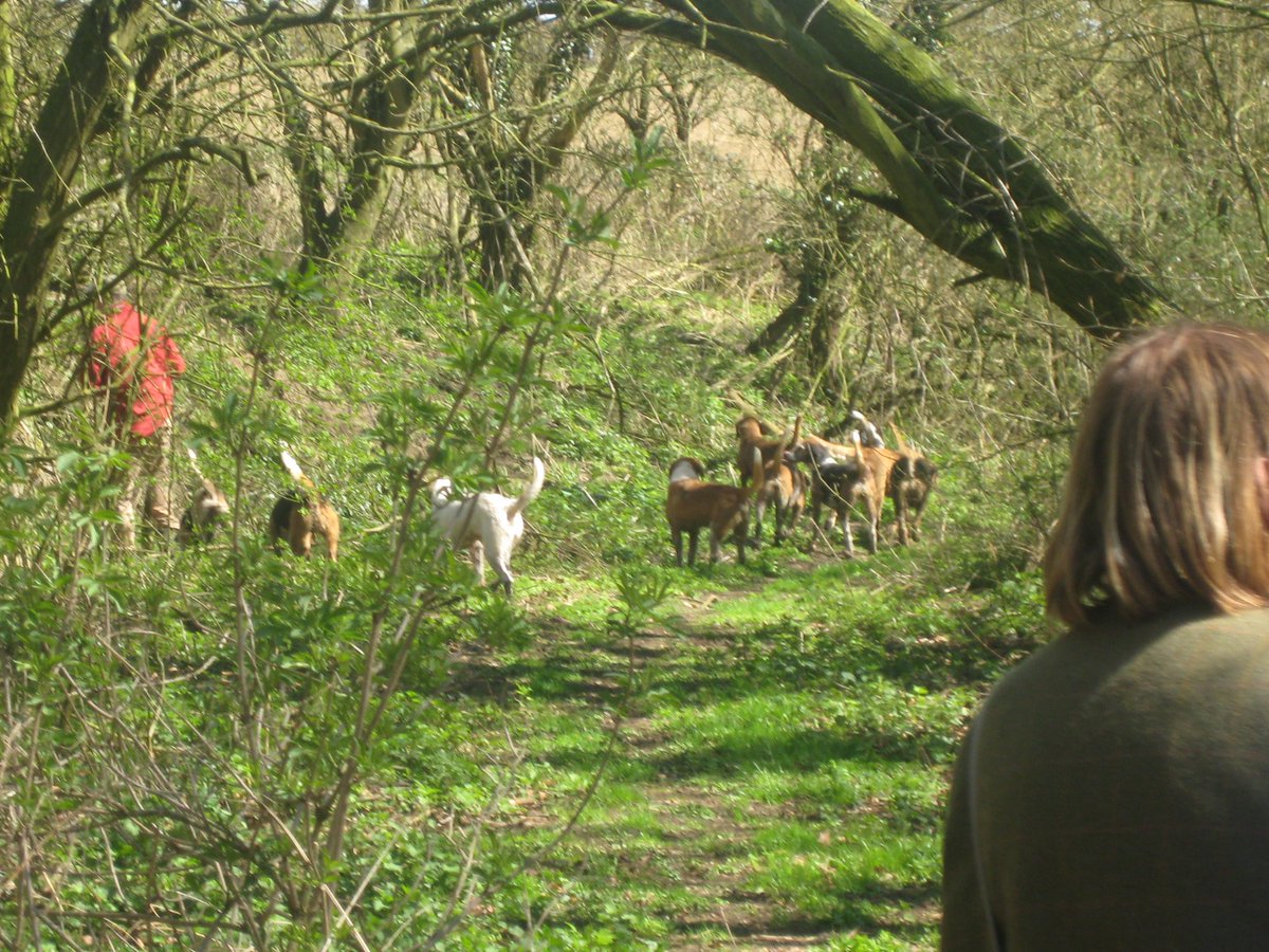 ECMH_Official's tweet photo. It’s a gloomy, rain-lashed January Tuesday. Nearly noon, yet still dark outside.

To restore some hope, here are some blue summer skies with the Eastern Counties Mink Hounds!

https://t.co/aE9trF21Xo…

#Minkhounds #MinkHunting #Hunting #KeepHunting #FightTheBan https://t.co/m63wVmJ7xn