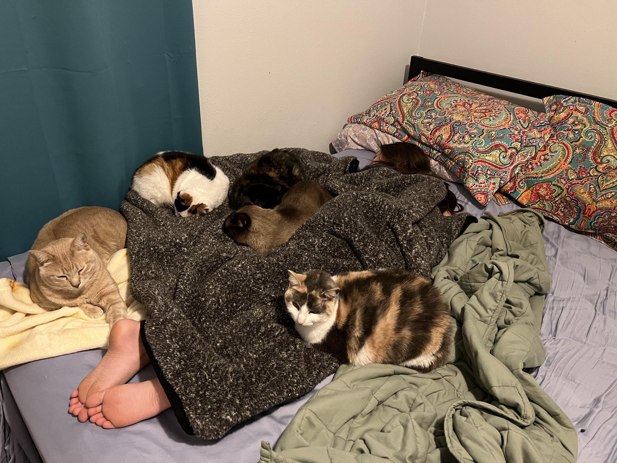 My daughter swears the cats don’t like her as much as they like me, I take pictures to show her they do.