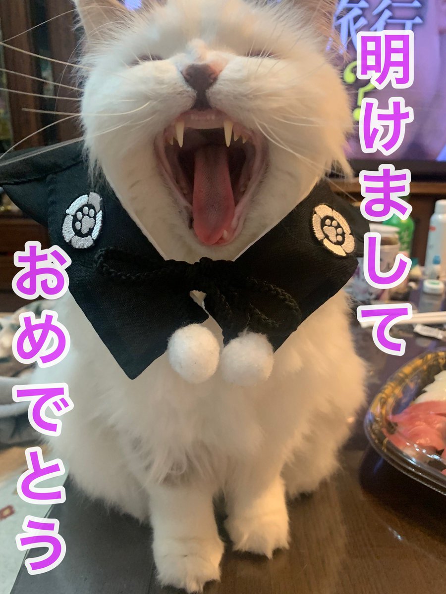 rupi_3_10's tweet photo. お正月終わりー🎍

#スコティッシュ
#猫
#猫のいる暮らし
#お正月 https://t.co/qhXtCzp59S