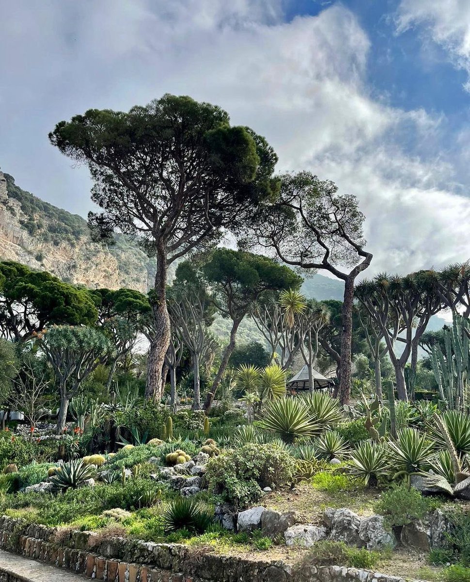 Be engulfed in the natural beauty at #GibraltarBotanicGardens…

Book a package holiday now for Spring or Summer at mygibraltar.co.uk - secure with a deposit.

📷 @_lillygomez_ (IG)👌

#gibraltar #mygibraltar #visitgibraltar #rockofgibraltar #summerholiday2022 #summertravel