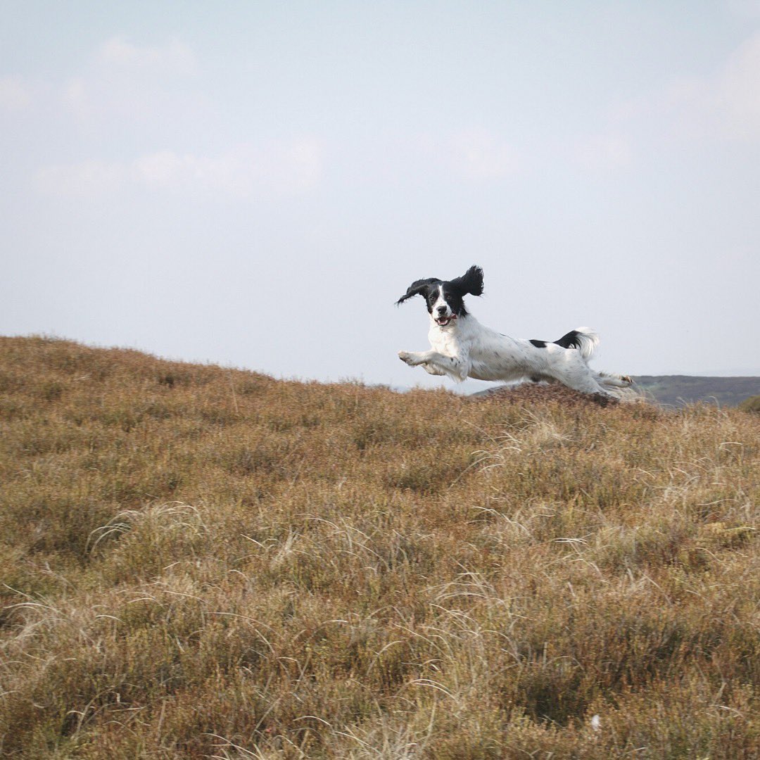 Happy New Year everyone!

We are back after the festive break and aiming to get all orders placed over the holiday despatched today. 

Wishing you all a happy and healthy 2022

#mastersdogfoods #workingdogfood #gundog #workingdogs #caninenutrition