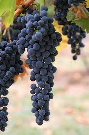 EnologyV's tweet photo. #Viticulture is the scientific study of grapes, most often with a focus on growth and production. When the grapes are being used specifically for wine production, the study of grapes can also be called #viniculture. https://t.co/AuPGJpELBG