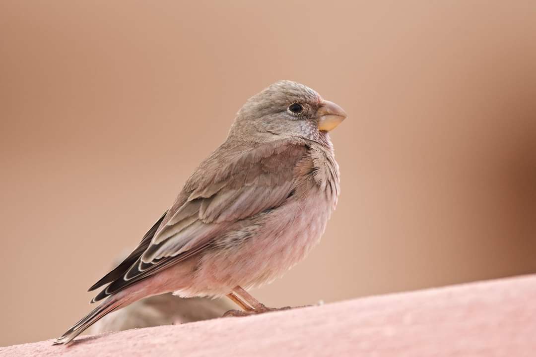 A bit late but some Trumpeter finch shots from our holiday in Fuerteventura at the end of November 2021